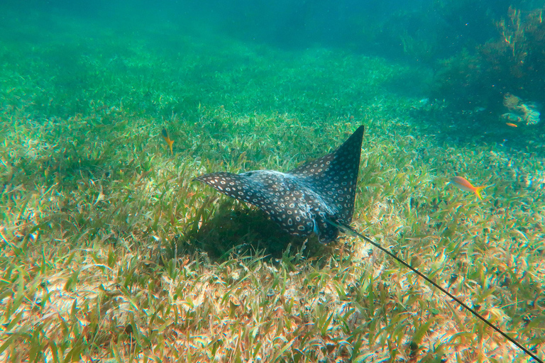 Cancún: Excursão de snorkeling aos recifes de Puerto Morelos e almoço à beira-marCancún: Passeio de mergulho com snorkel nos recifes de Puerto Morelos e almoço à beira-mar