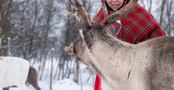 Svolvær: Sami Culture and Reindeer Experience
