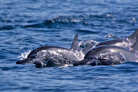 Muscat: Daymaniyat Eilanden Privé Boottour met Snorkelen