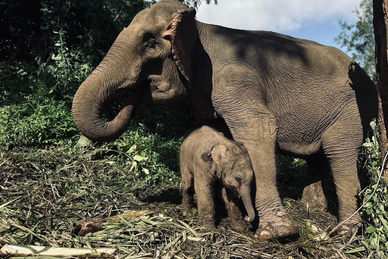 Chiang Mai: Elephant Sanctuary, Waterfall and Rafting Tour Meeting Point In Town