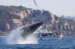 Sydney: Walbeobachtungserlebnis im Ozean