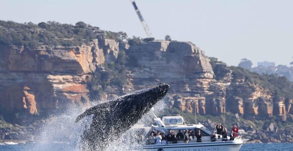 Sydney: Ocean Whale Watching Experience