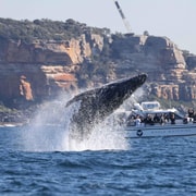 Sydney: Ocean Whale Watching Experience