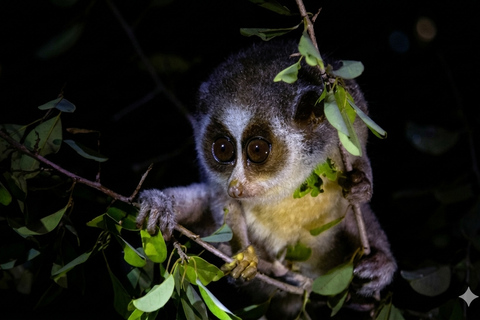 Sigiriya: Private Night Safari with Wildlife Watching