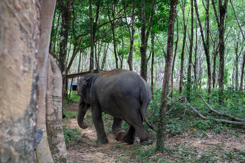 Khao Lak’s Best: Elephant Sanctuary,Rubber Tapping&Waterfall Khaolak Elephant Sanctuary Guided Tour with Hotel Transfers