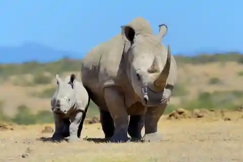3 Dagen 2 nachten Ol Pejeta Conservancy Safari