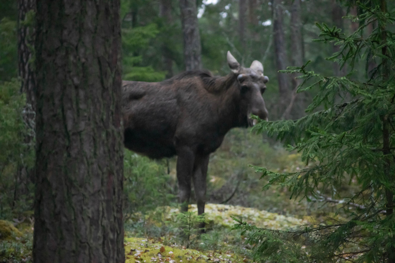 Safari nella natura con cena al fuoco da Helsinki
