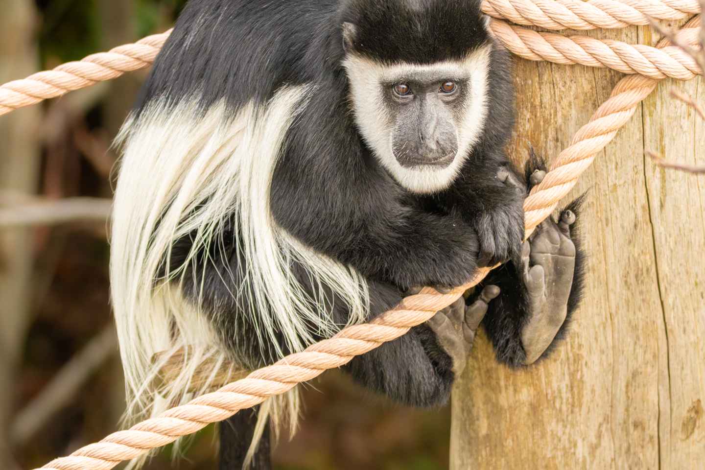 London Zoo: Entry Ticket