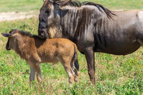 A partir de Arusha: Safári clássico de 6 dias na Tanzânia com alojamento