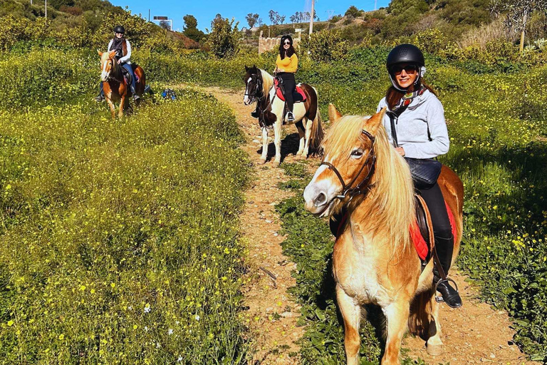 Catania: Guided Horseback Ride in Misterbianco Countryside