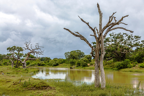 Van Tangalle/Hiriketiya: shuttle naar Ella met Yala Safari