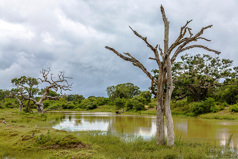 From Tangalle/Hiriketiya: Shuttle to Ella with Yala Safari