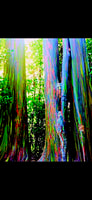 Maui, Tour de Small-Throup Road to Wana Sighseeing - Housity