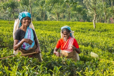 Explora Kandy, Pinnawala y la plantación de té desde Kandy