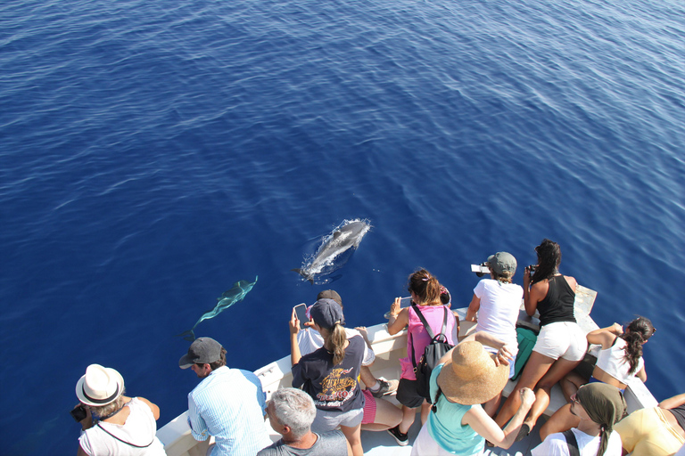 Savona: Pelagos Sanctuary Wildlife Cruise with Guide