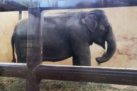 Río de Janeiro: Tour guiado por el BioParque con traslado