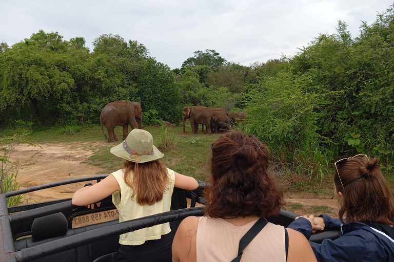 Desde Dambulla/Sigiriya/: Safari de 4 h por el Parque Nacional de Minneriya