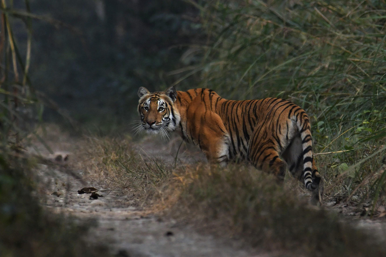 Chitwan National Park Tours: 3 Nights 4 days Full Package