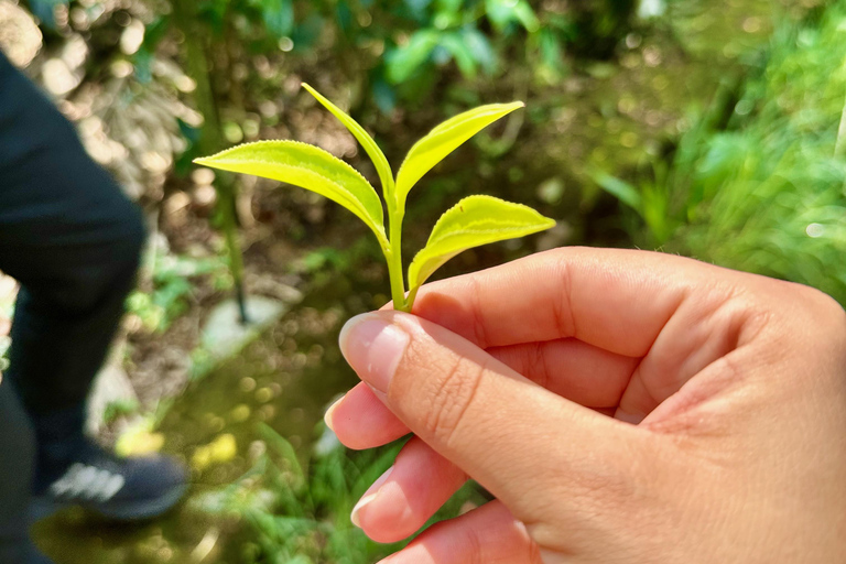 Bentota: River Safari, Big Buddha, and Tea Plantation Tour