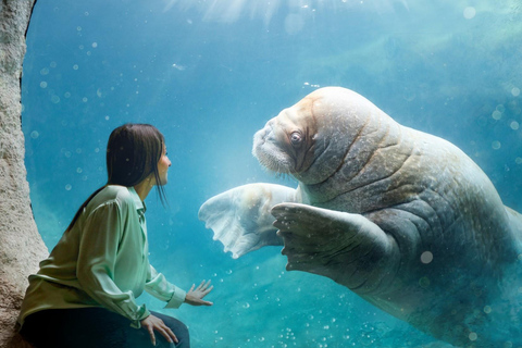 بروجليت تذكرة دخول حديقة حيوان بايري دايزاأيام الأسبوع