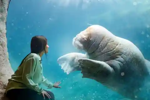 Brugelette: Ingresso para o jardim zoológico de Pairi Daiza