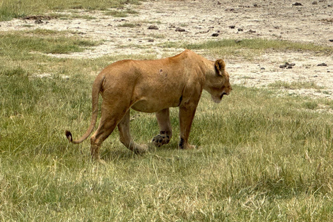 5 Day Best of Tanzania wildlife Safari