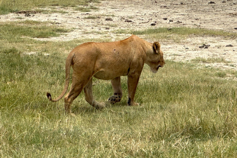 5 Day Best of Tanzania wildlife Safari