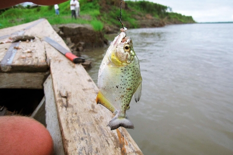 Depuis Puerto Maldonado || Pêche au piranha et observation des perroquets