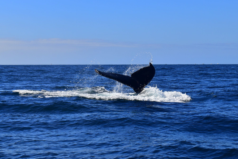 Cabo San Lucas Tour | Arch, Lover’s Beach & Whale Waching