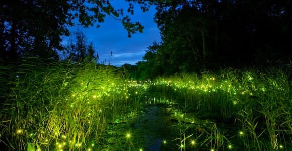 Desaru: Firefly Boat & Lantern Experience | Private Transfer