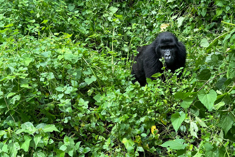 8-tägige Gorilla Trekking Reise durch Ruanda, Uganda und den Kongo (DRC)