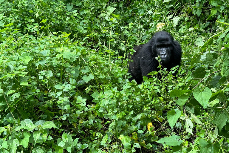 8-Day Rwanda, Uganda & Congo (DRC) Gorilla Trekking Trip