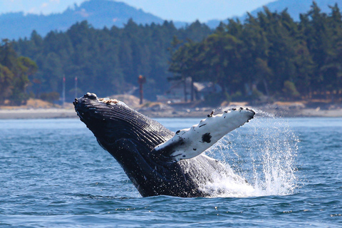 Orcas Island: Whale and Orca Guided Speedboat Tour