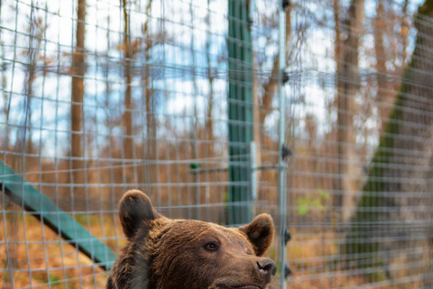 Legends&amp;Wildlife väntar: Draculas slott och björnreservatFrån Bukarest: Dagstur till Draculas slott och björnreservatet