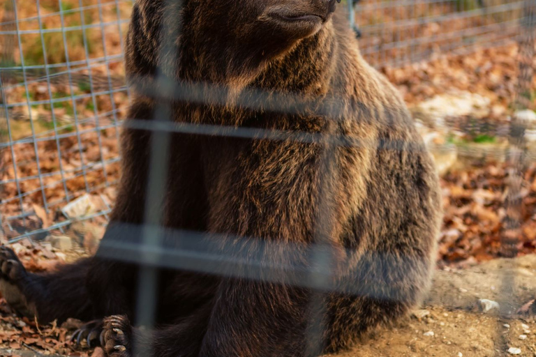 From Bucharest: Dracula's Castle & Bear Sanctuary Day Tour