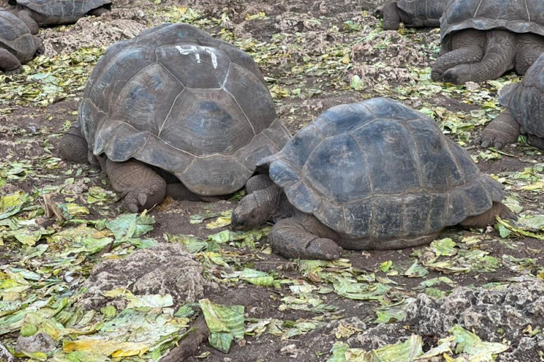 Zanzibar: Wycieczka piesza po Kamiennym Mieście + Wyspa Więzienna i przyprawy