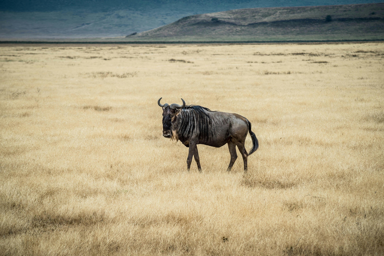 Arusha: 2 Tage Safari Arusha und Ngorongoro