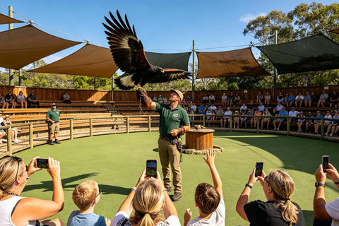 Brisbane: Lone Pine Koalas & Aussie Wildlife Guided Tour