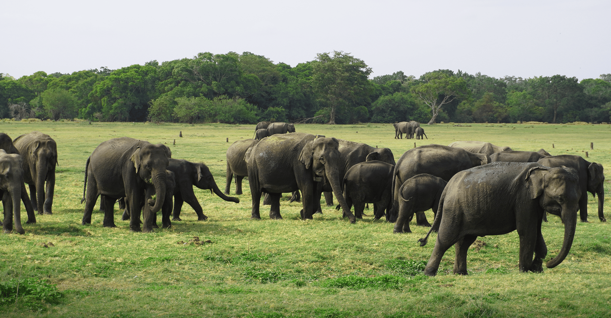 Sigiriya Lion Rock & Evening Safari Tour Privet día completo - Hizvo