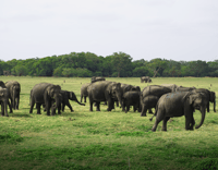 Sigiriya Lion Rock & Evening Safari Full Day Privet Tour - Hizvo