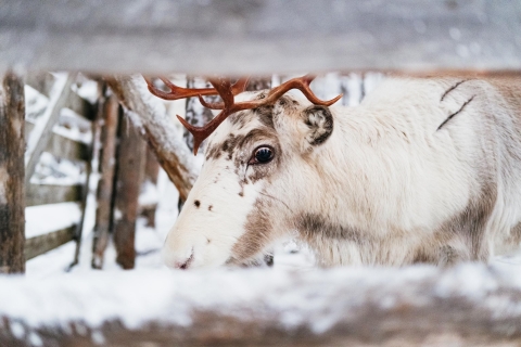 Rovaniemi: Snowmobile Safari, Reindeer and Husky Farm
