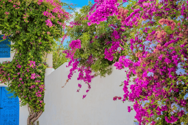 Sidi Bou Said, Carthage, Bardo, Medina Day Trip from Monastir or Sousse without a live guide, the driver is your traveling companion