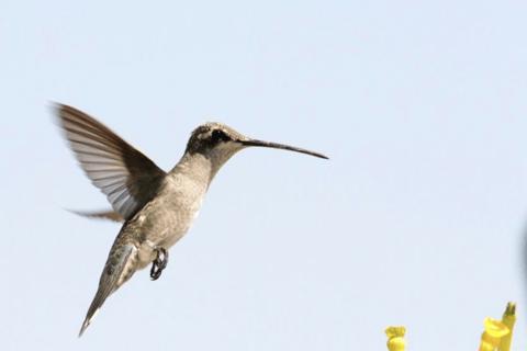 Salta: Birdwatching in La Caldera and the Cornice Route Salta: Birdwatching in La Caldera and the Corniche Route