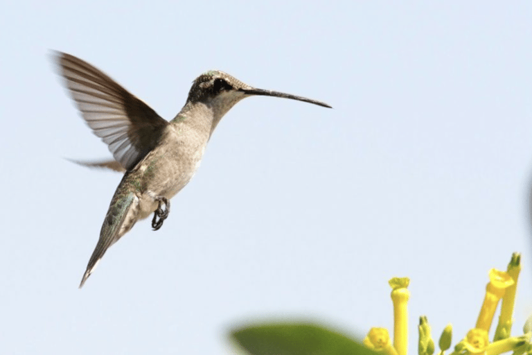 Salta: Birdwatching in La Caldera and the Cornice Route Salta: Birdwatching in La Caldera and the Corniche Route