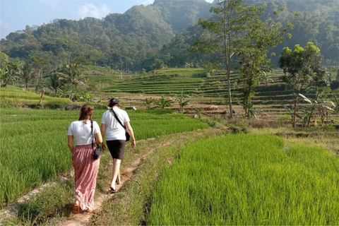 Yogyakarta: Borobudur Climb-up & Selogriyo Paddy Field Tour Borobudur Climb-up Ticket Paid Separately On The Day Tour