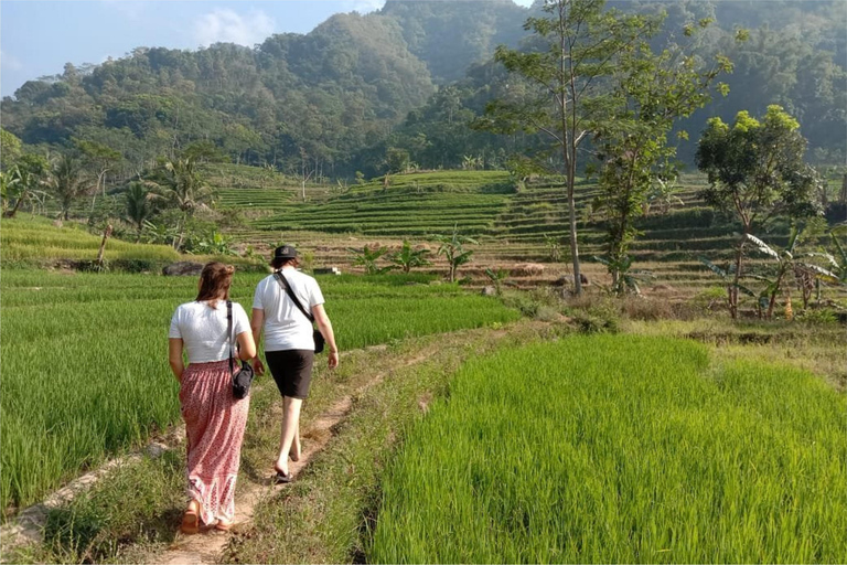 Yogyakarta: Borobudur Climb-up & Selogriyo Paddy Field Tour Borobudur Climb-up Ticket Paid Separately On The Day Tour