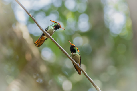 From Cusco: Manu Wildlife & Cloud Forest 3-Day Adventure