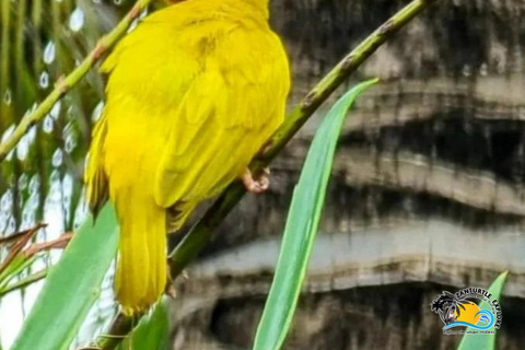 Zanzibar: Jozani Forest & Salaam Cave Sea Turtles Swim Tour Option Without Hotel Transfers