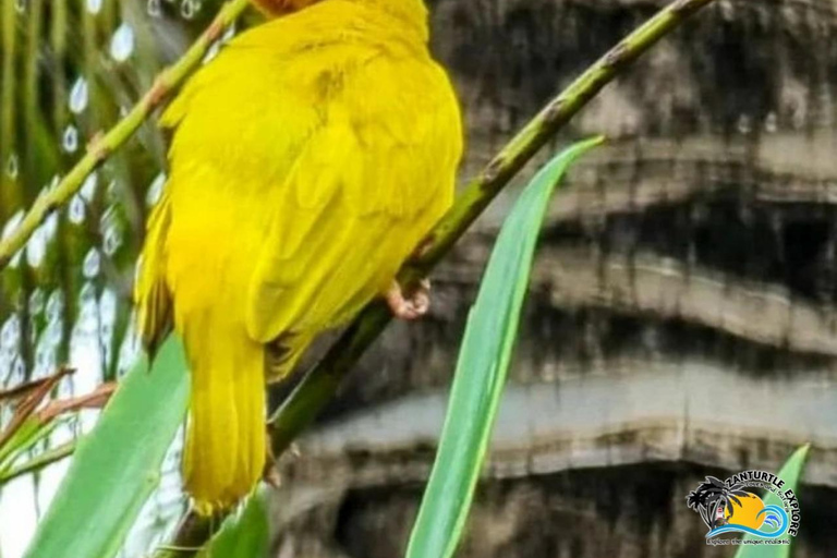 Zanzibar: Jozani Forest & Salaam Cave Sea Turtles Swim Tour Option Without Hotel Transfers