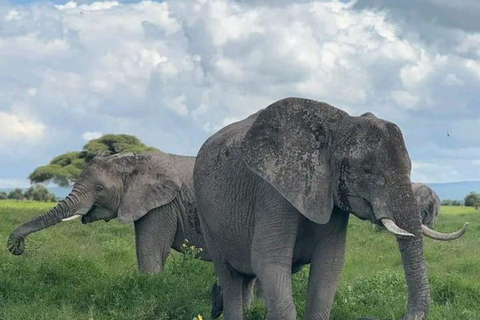 Nairobi: 3-Day honeymoon safari to Amboseli National Park Overnight Private to Amboseli National Park